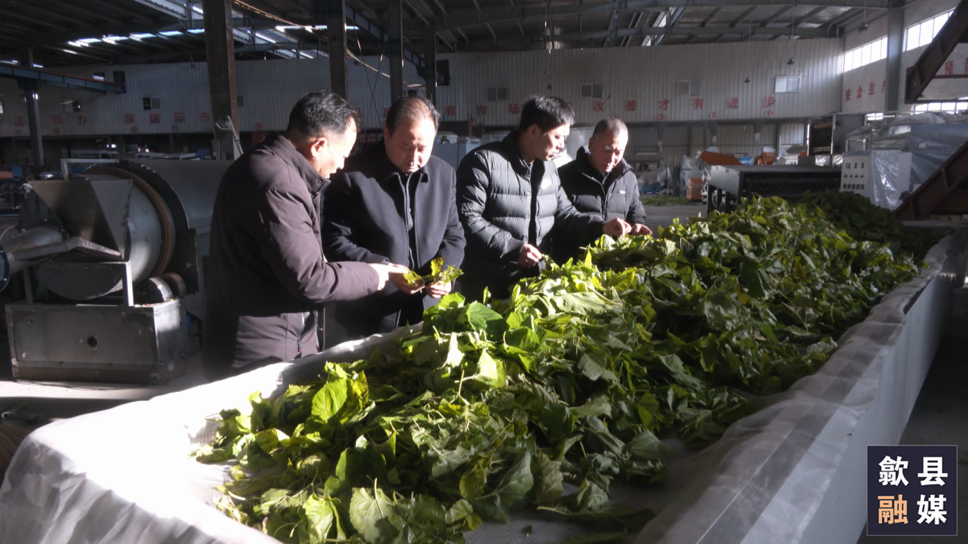 黄山市歙县：一片桑茶叶 香飘致富路